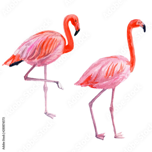 Flamingo, watercolor illustration. Isolated image on white background. Tropical set. For invitations, cards, packaging, weddings, papers, fabrics and other. © ElenaDoroshArt