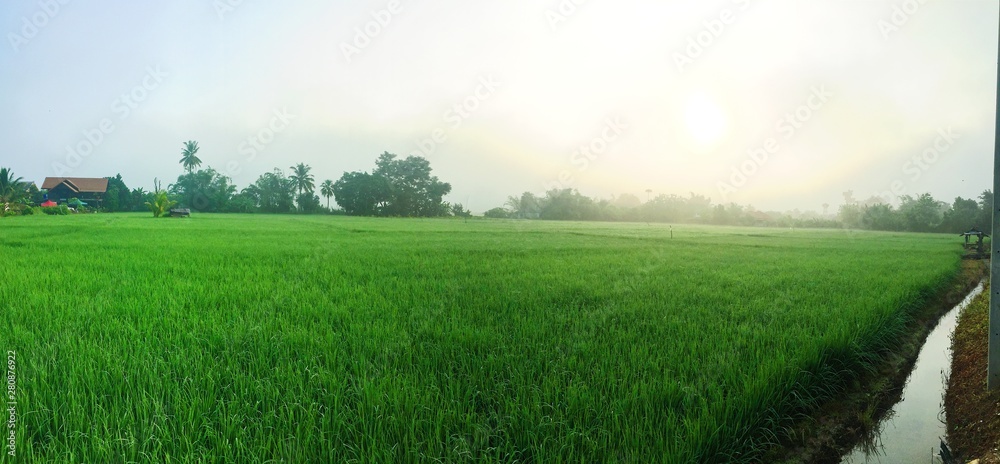 Obraz premium green field and blue sky