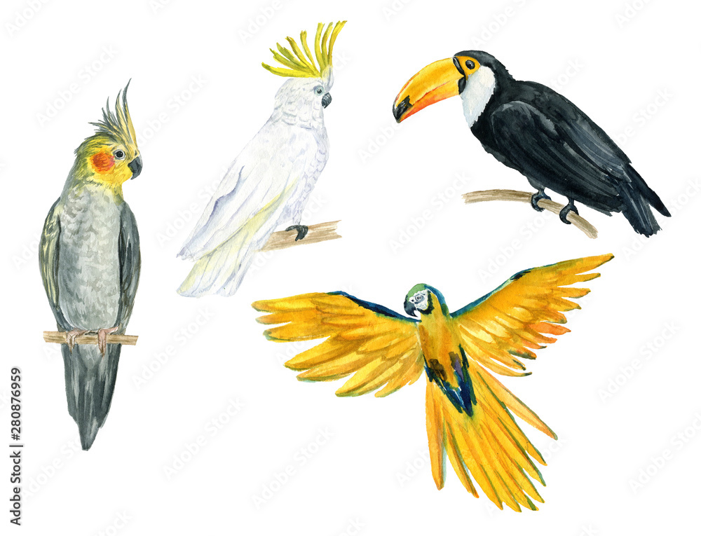 Fototapeta premium Toucan, Parrot, exotic birds, watercolor illustration. Isolated image on white background. Tropical set. For invitations, cards, packaging, weddings, papers, fabrics and other.