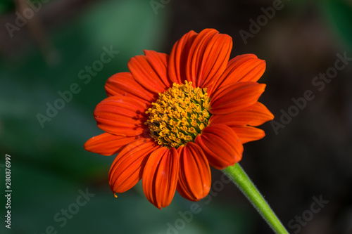 Single orange gerbera flower