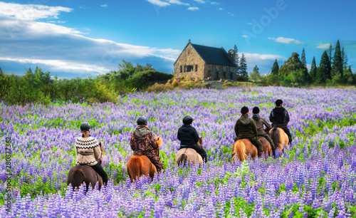 Travelers ride horses in lupine flower field, overlooking the beautiful landscape of Lake Tekapo in New Zealand. Lupins hit full bloom in December to January which is the summer of New Zealand.