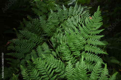 fern  bracken