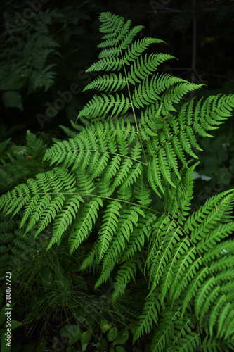 fern  bracken