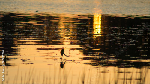 The golden sunset is reflected in the water of the Onega River, Kargopol District, Arkhangelsk Region, Russia