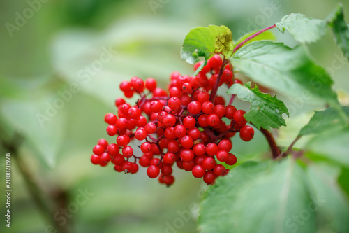 Red elderberry on a green background close-up. Sambucus racemosa berries in summer in the forest. Medicinal plant. Bunch of beautiful red inedible berries. Poisonous berries.