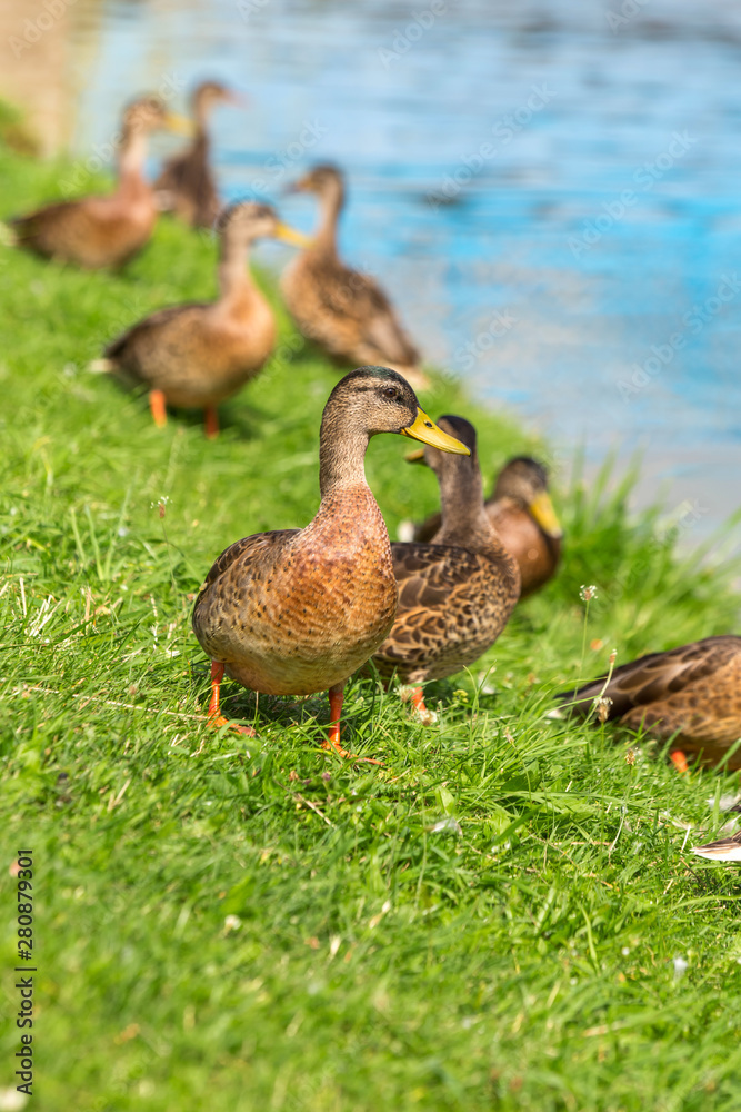 Ducks stand on the green grass on the shore of the lake on a Sunny summer day. Mallard Anas platyrhynchos in the wild. Ducks stand on the green grass on the shore of the lake on a Sunny summer day. Mallard Anas platyrhynchos in the wild.