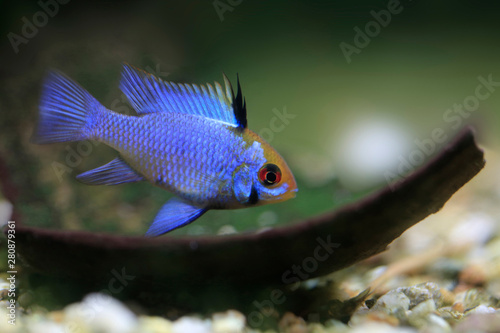 Schmetterlingsbuntbarsch, Blue Punk, Mikrogeophagus ramirezi)