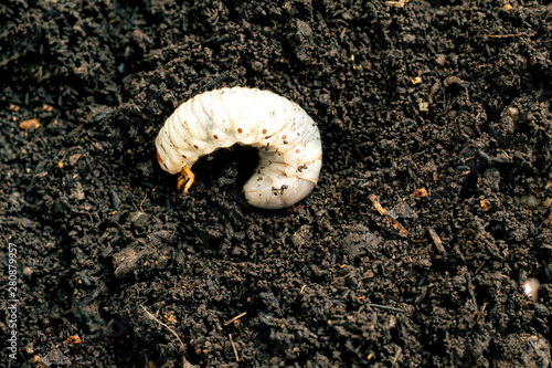 beetle lavas on soil ,  larvas on soil ,fat insect larvae