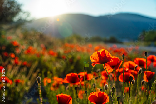 field of red poppy filed on sunset time 