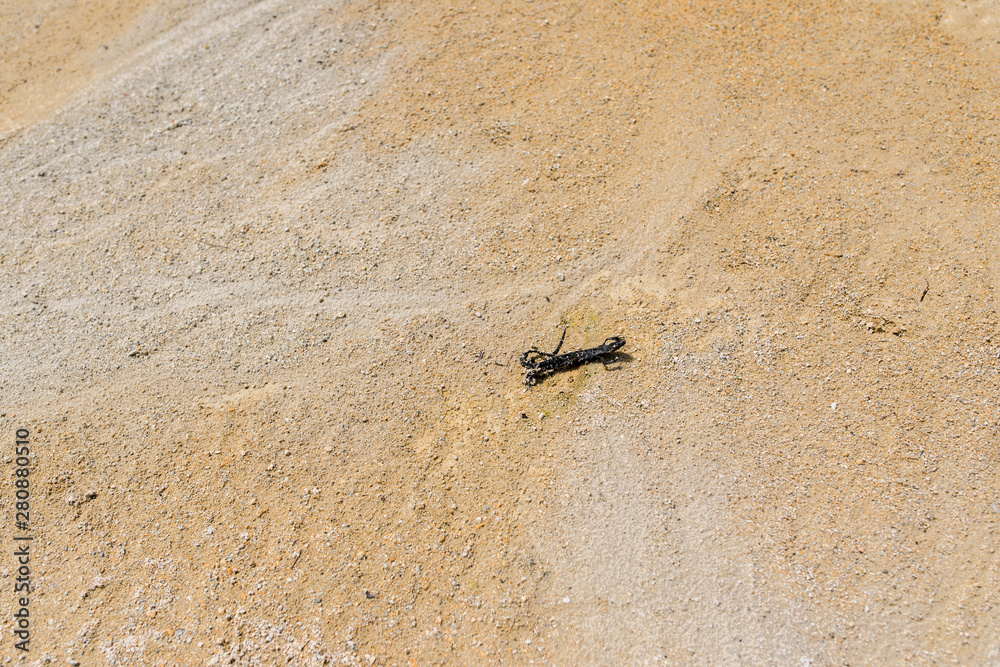 Dried lizard in abandoned kaolin quarry in Harghita Bai, Romania on a hot summer day.