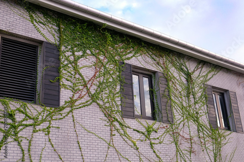 Green climber plants on brick wall and window reflect the blue sky