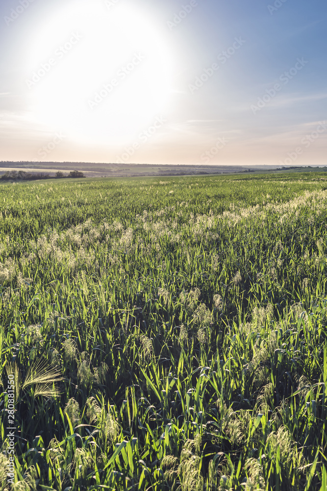Obraz premium Field of young green oats at sunset