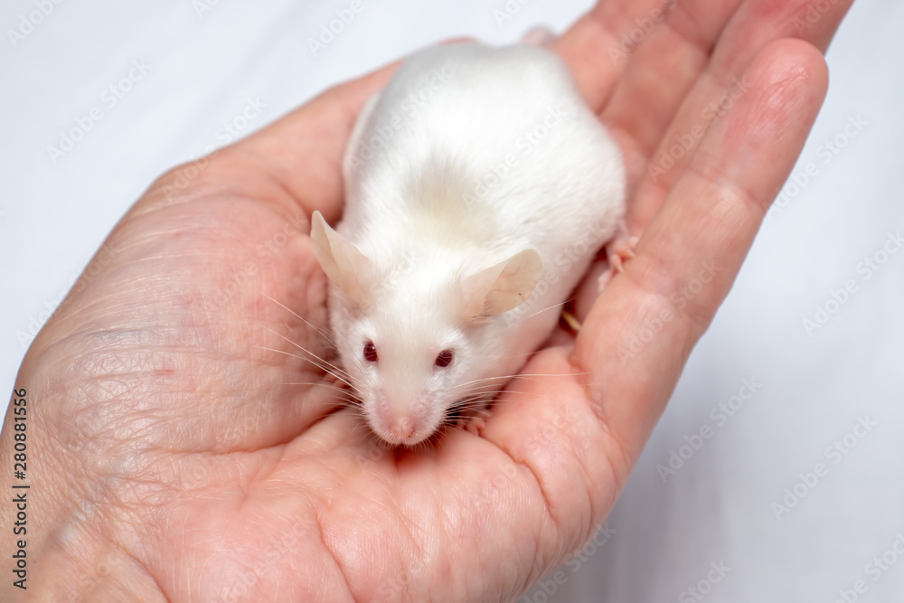 Cropped hand holding pretty cute white laboratory mouse Cropped hand holding pretty cute white laboratory mouse