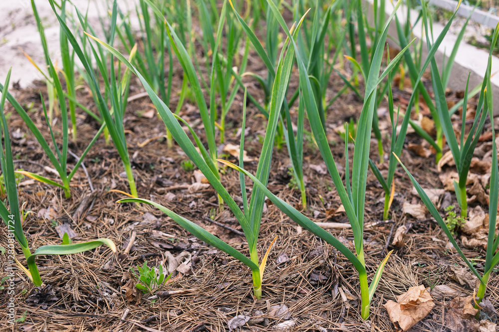 Young garlic in the garden mulching needles with cones Young garlic in the garden mulching needles with cones