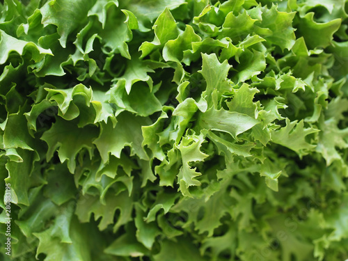 Quadro em tela curly endive (aka frisee) salad leaves background