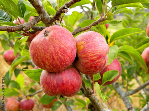  ripe red apples on a branch