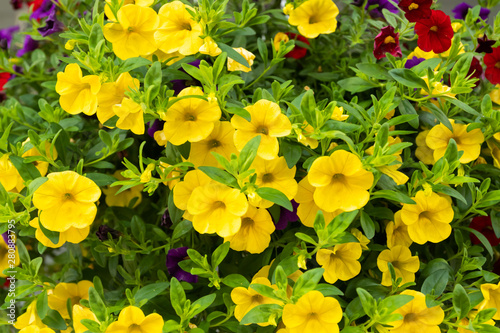 Calibrachoa or bell flower, Flower of a cultivated Million bell, Calibrachoa x hybrid