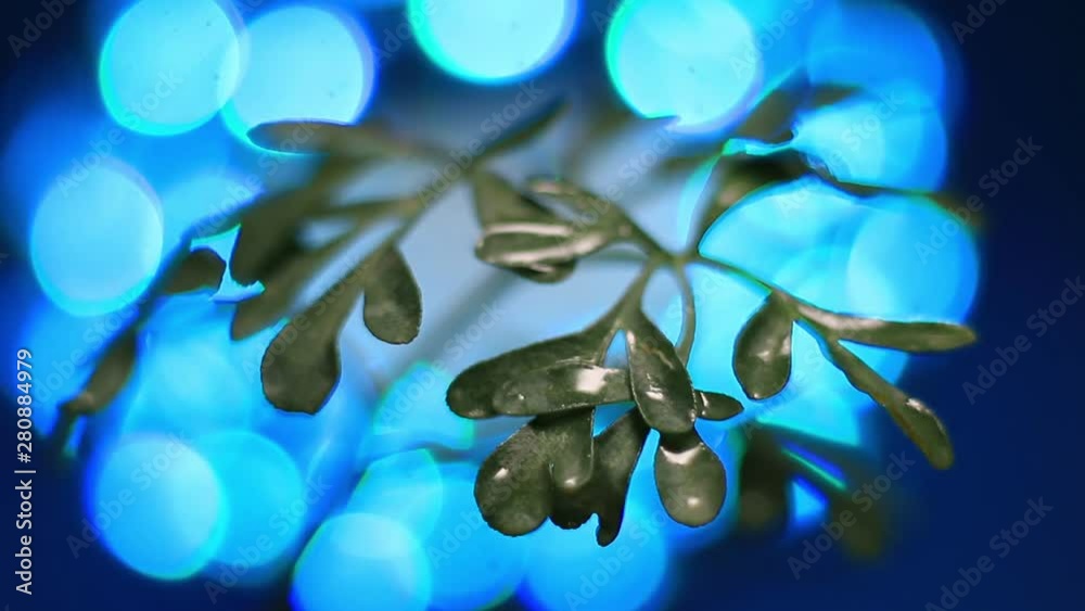 Close-Up Of Ruta Graveolens, Common Rue. Blue Bokeh Light Background.