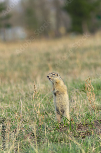 European gopher in full growth stands sideways on the grass in autumn © Lema-lisa