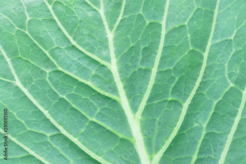 Natural background with cabbage leaf texture