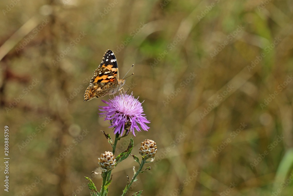 Distelfalter (Vanessa cardui) auf Wiesen-Flockenblume (Centaurea jacea) Distelfalter (Vanessa cardui) auf Wiesen-Flockenblume (Centaurea jacea)