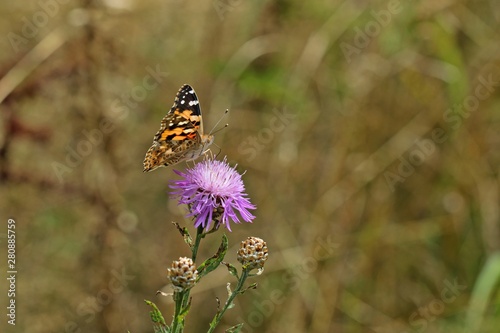 Distelfalter (Vanessa cardui) auf Wiesen-Flockenblume (Centaurea jacea)