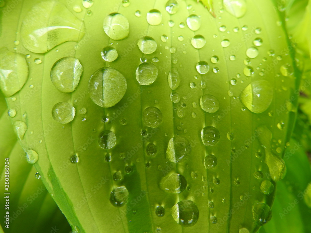 Drops of water on a hosta leaf