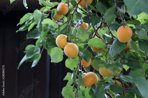 A bunch of ripe apricots on a branch