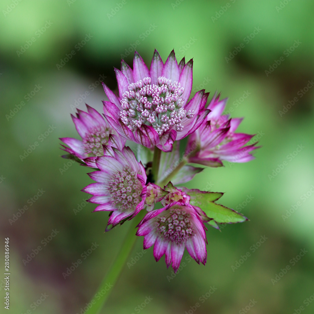 Close up og pink Astrantia flower head