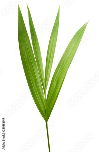 Beautiful fresh green palm leaves isolated on white