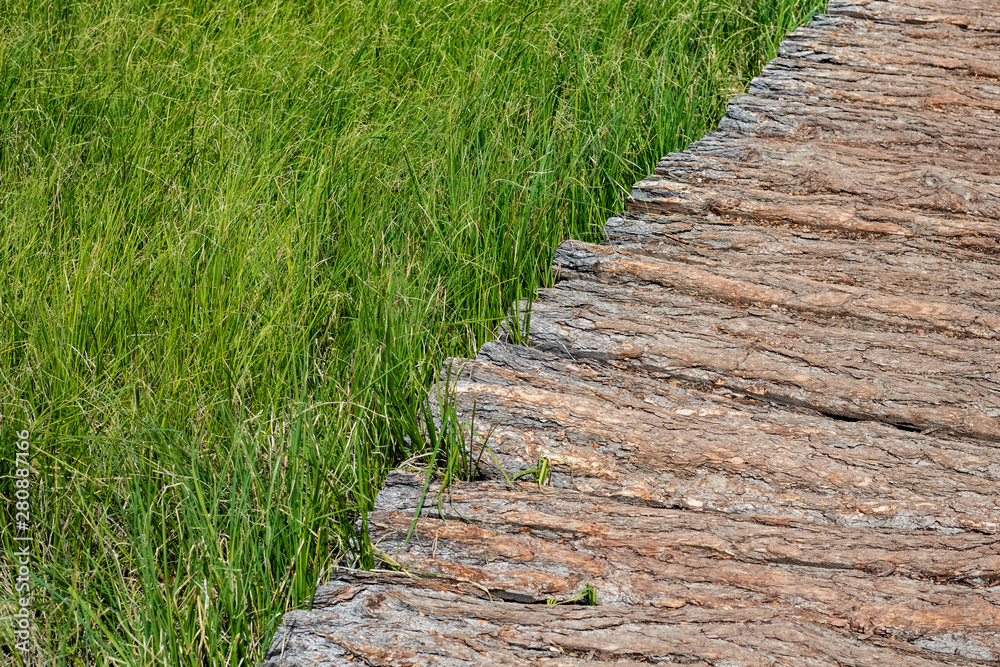 wooden part way through tall grass with copy space. Background Texture