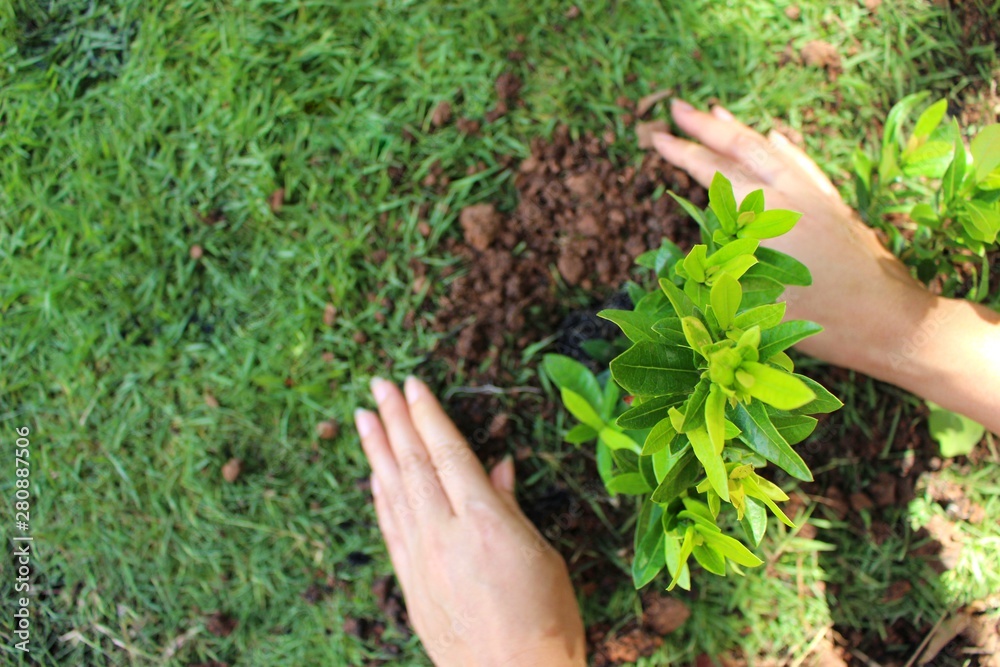 Women plant trees in the field to help reduce global warming Women plant trees in the field to help reduce global warming