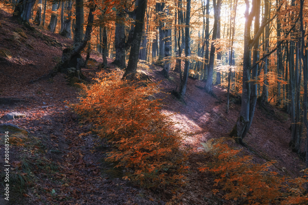 Obraz premium Autumn forest nature. Vivid morning in colorful forest with sun rays through branches of trees. Scenery of nature with sunlight