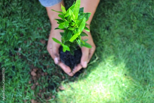 Women plant trees in the field to help reduce global warming