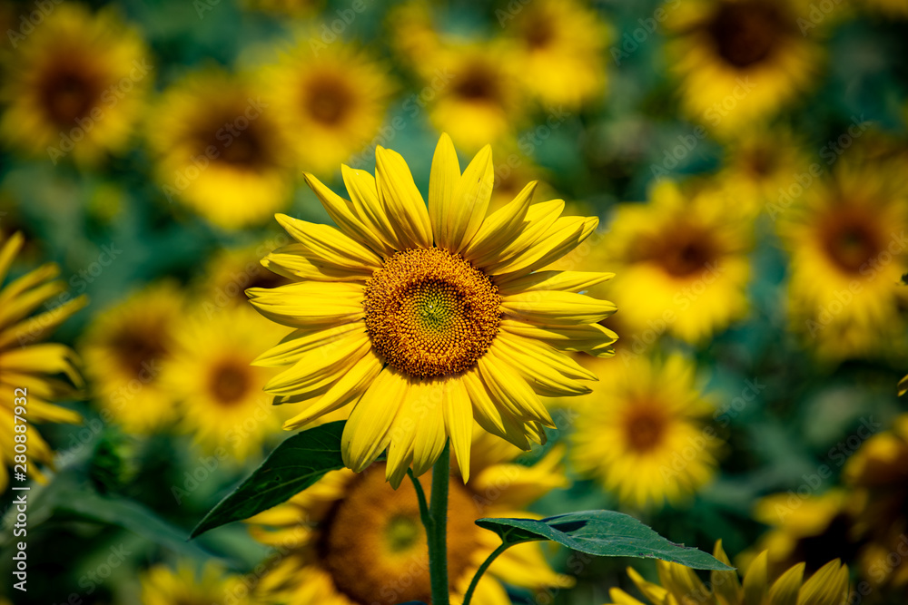 A closeup view of a sunflower standing tall in front of a field of sunflowers shown in bokeh A closeup view of a sunflower standing tall in front of a field of sunflowers shown in bokeh