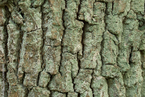 old oak bark background texture
