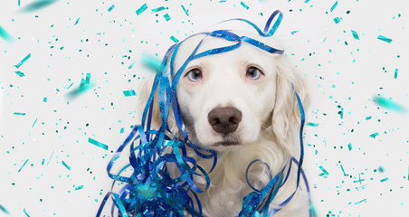 Banner funny dog celebrating new year, carnival or birthday party with blue serpentines streamers. Isolated on white background with confetti falling.