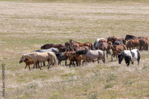 Wild Horses in the Utah Desert in Summer