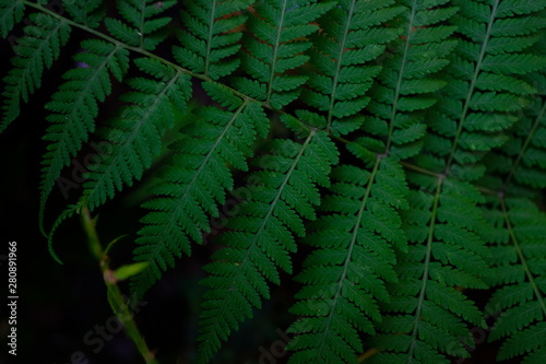 green leaf fern in black backgournd