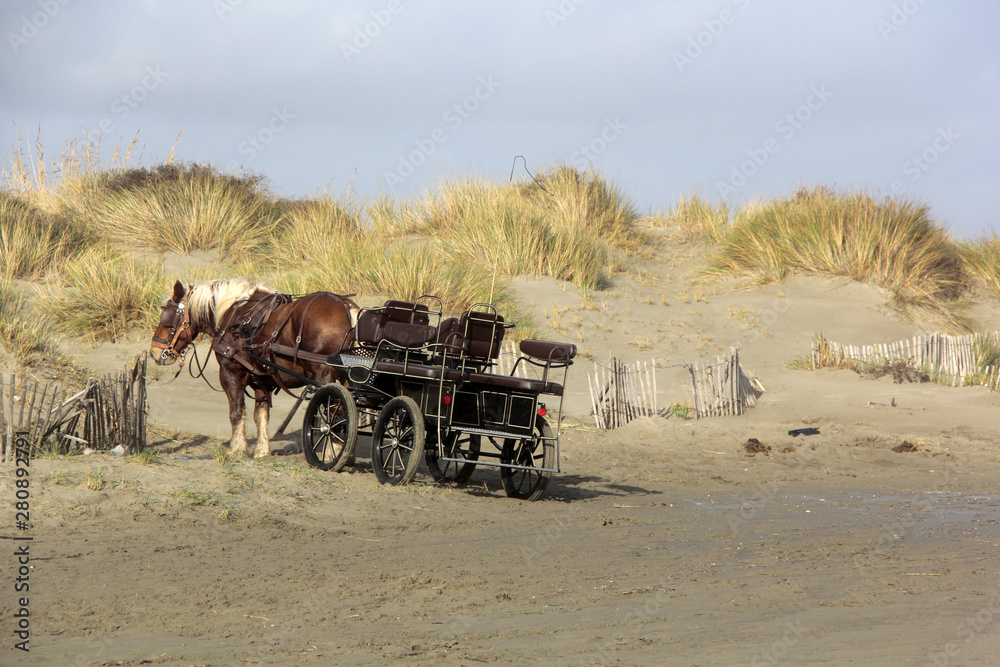 Obraz premium chevaux et calèche