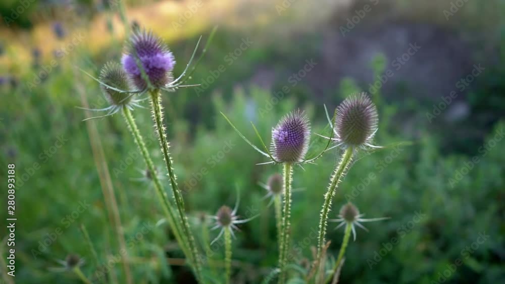 Blue flowers plants flax sunny summer day video clip close-up macro video Blue flowers plants flax sunny summer day video clip close-up macro video