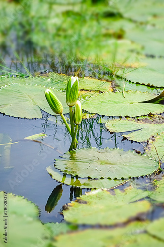 Water lilies Nymphaea rubra on a natural rural lake. this kind of flower also called shaluk or shapla in bengali. photo