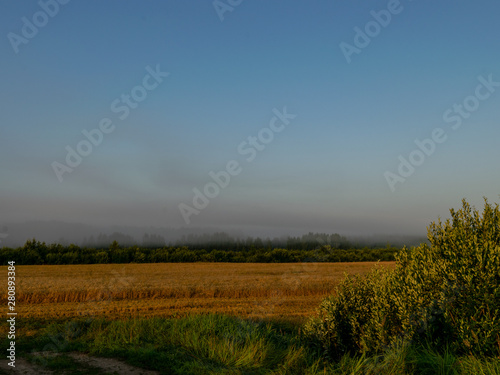 backdrop of ripening ears of yellow wheat field on the sunrise orange sky background, sun rays on horizon in rural meadow, Latvia