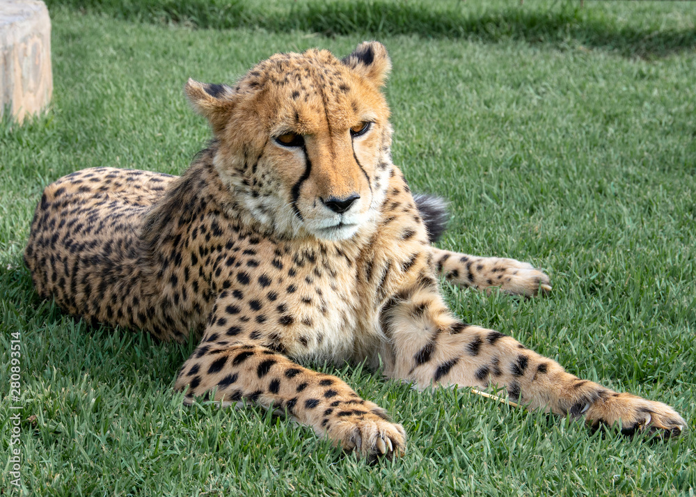 Fototapeta premium road trip namibia game farm and namib desert