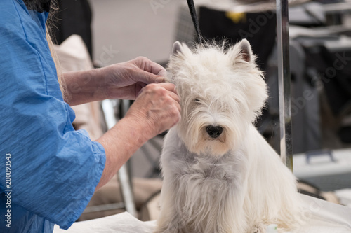A subject of West Highland White Terrier during the preparation of his coat on an affixed table in a dog show © Davide