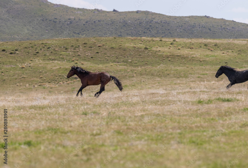 Wild Horses in the Utah Desert in Summer Wild Horses in the Utah Desert in Summer
