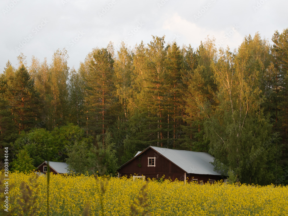 A farm in Finland surrounded by woods and rapeseed fields at sunset