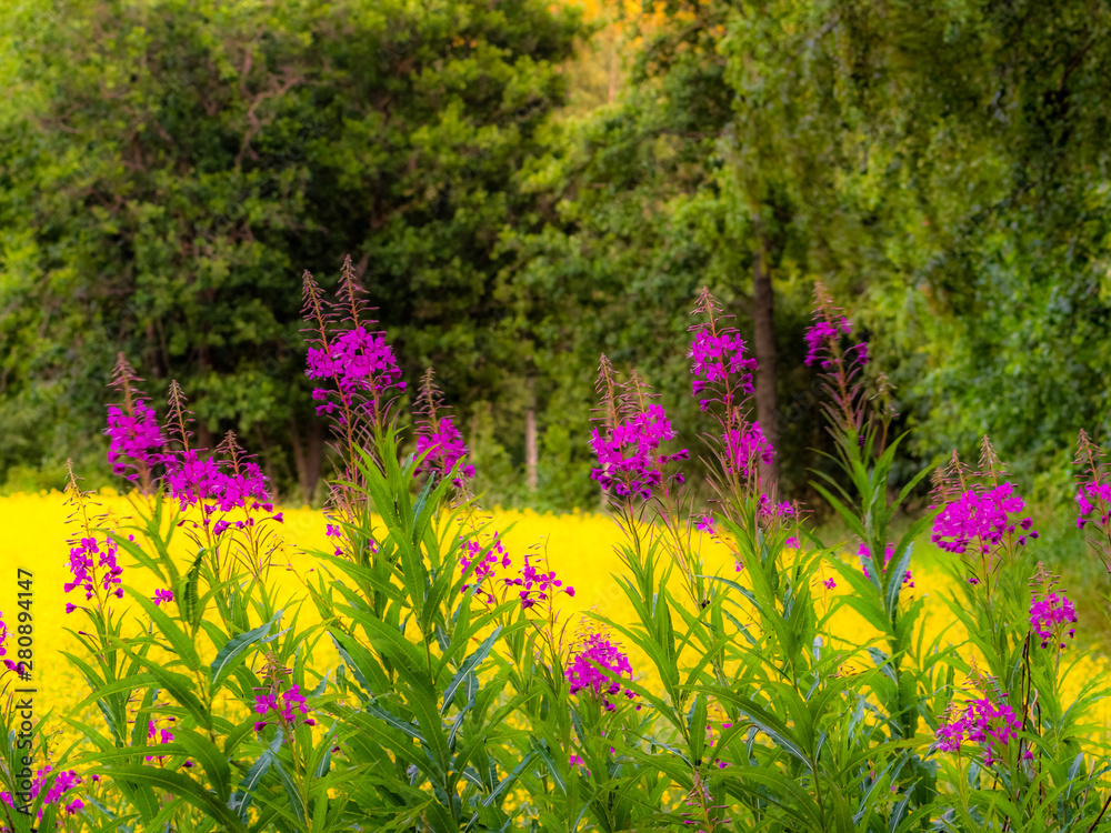 Naklejka premium Lupin wildflowers and and rapeseed fields at sunset in Finland