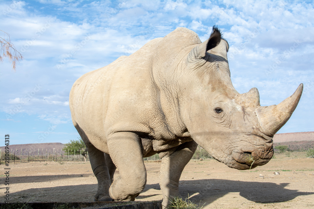 Fototapeta premium road trip namibia game farm and namib desert