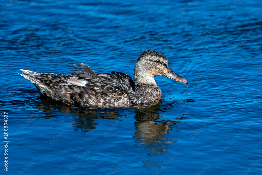 California Blue Teal Duck swimming along pond dripping water from beak after resurfacing. California Blue Teal Duck swimming along pond dripping water from beak after resurfacing.